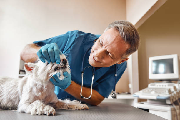 Best Emergency Tooth Extraction in Chestnut Ridge, NY